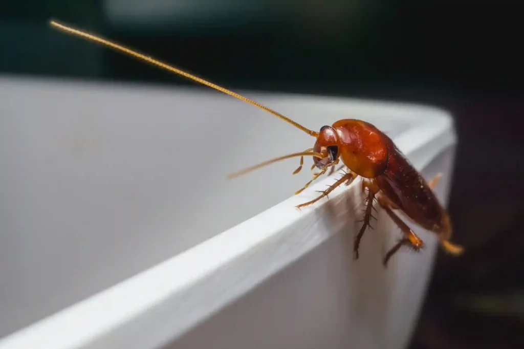 Kakerlakenbefall im Badezimmer erkennen und professionell beseitigen – Marl