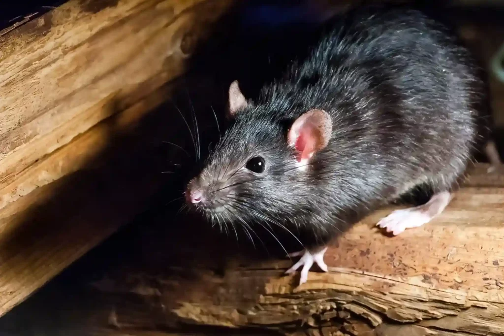 Mäusebefall auf Dachboden und im Keller professionell entfernen lassen – Mäusebekämpfung Marl